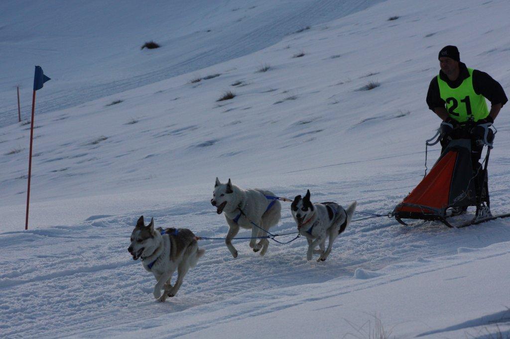 Three dog sled team 